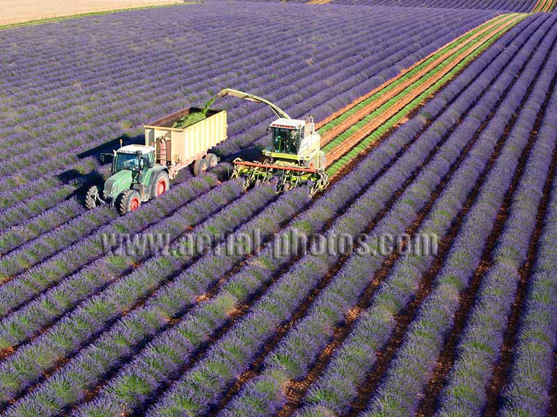 Aerial view of farmers harvesting lavender on the Valensole Plateau in Provence, France. Vue aérienne.