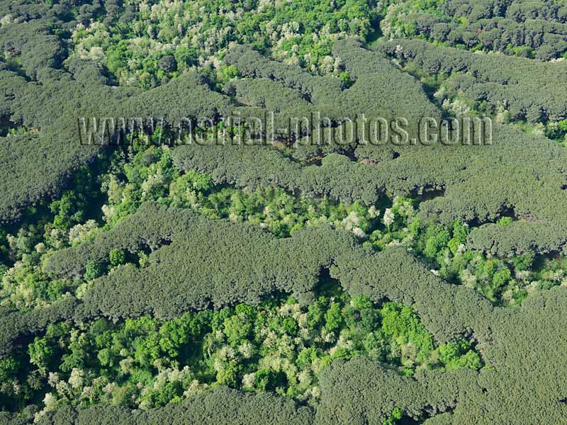 Aerial view of wooded slopes of Mount Vesuvius, Naples, Campania, Italy. VEDUTA AEREA foto, Monte Vesuvio.