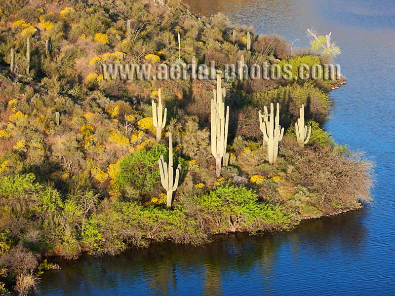 Aerial view of a saguaro cactus near Apache Lake, Arizona, USA.