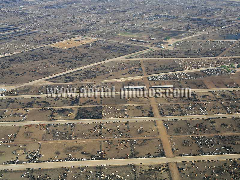 AERIAL VIEW photo of agriculture in the Central Valley, Harris feedlot. Coalinga, California, United States.